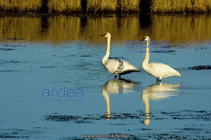 : Trumpeter Swan - June : Trumpeter Swan - June