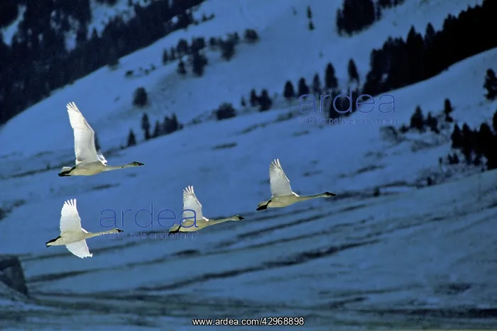 : Trumpeter Swan - migrating - November : Trumpeter Swan - migrating - November