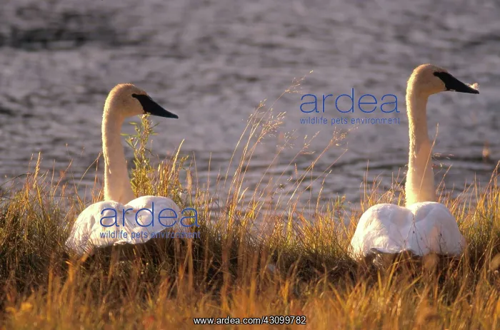 : Trumpeter Swan pair : Trumpeter Swan pair