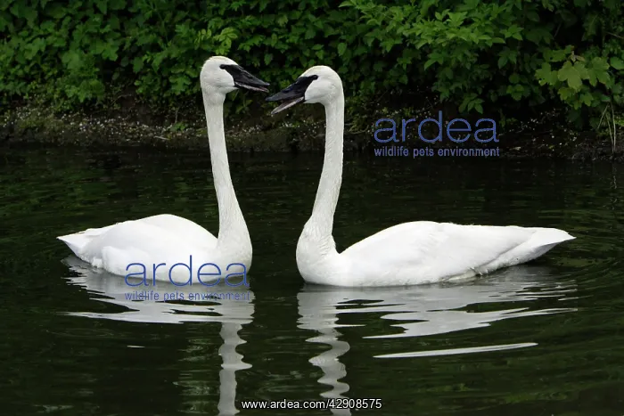 : Trumpeter Swan - pair courtship displaying on lake : Trumpeter Swan - pair courtship displaying on lake