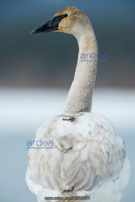 : Trumpeter Swan portrait from the rear in snow landscape : Trumpeter Swan portrait from the rear in snow landscape