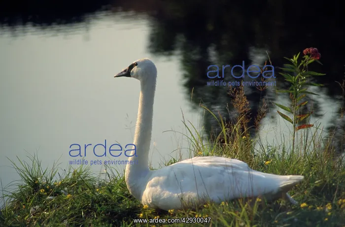 : TRUMPETER SWAN - SITTING, ON BANK : TRUMPETER SWAN - SITTING, ON BANK