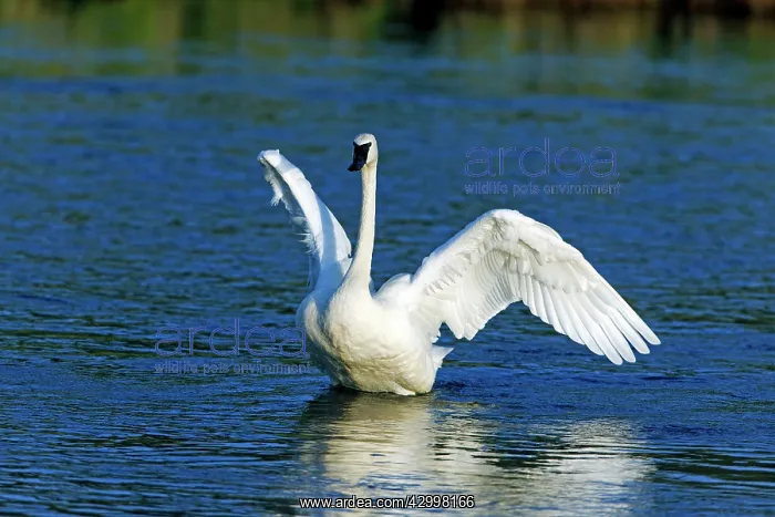  : Trumpeter Swan - stretching wings Madison River