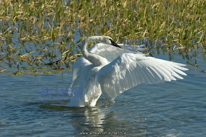  : Trumpeter swan - Wing stretching