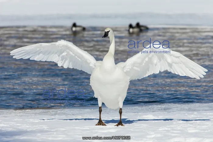 : Trumpeter swan, winter time wing stretch : Trumpeter swan, winter time wing stretch