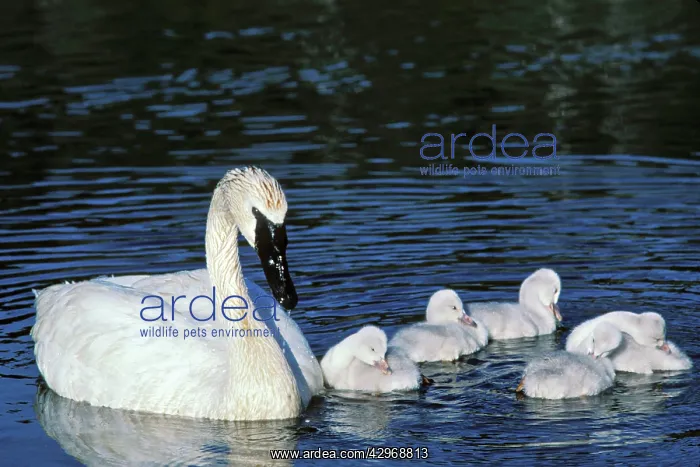 : Trumpeter Swan - with young cygnets - June : Trumpeter Swan - with young cygnets - June