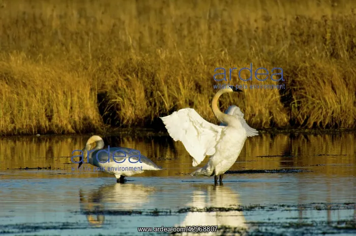 : Trumpeter Swans : Trumpeter Swans