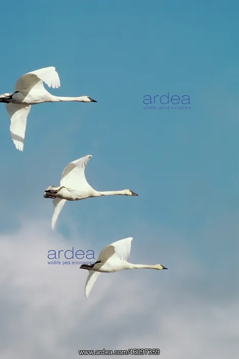 : Trumpeter swans : Trumpeter swans