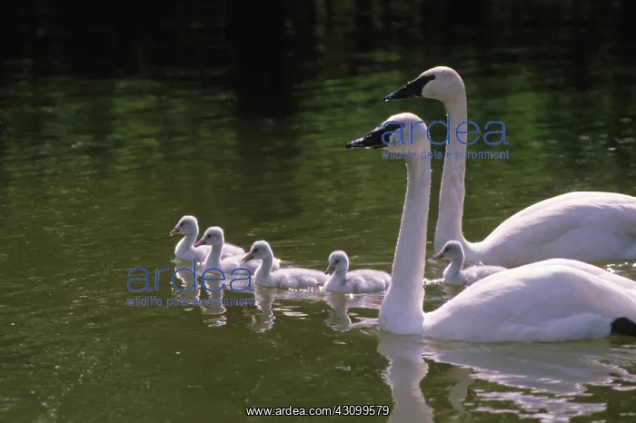 : Trumpeter Swans : Trumpeter Swans