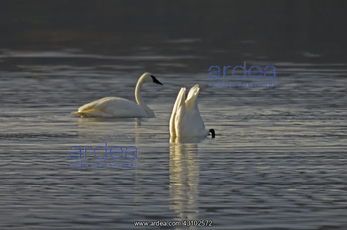 : Trumpeter Swans : Trumpeter Swans