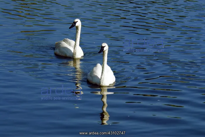 : Trumpeter Swans : Trumpeter Swans