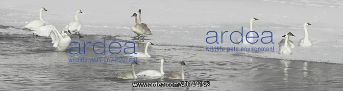 : Trumpeter Swans : Trumpeter Swans