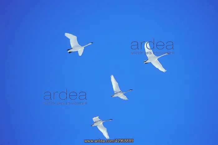 : Trumpeter Swans - on autumn migration - November : Trumpeter Swans - on autumn migration - November