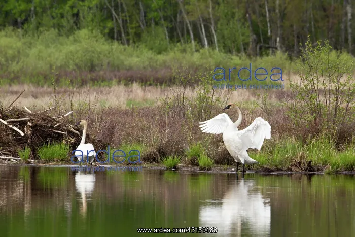 : Trumpeter Swans (Cygnus buccinator) : Trumpeter Swans (Cygnus buccinator)