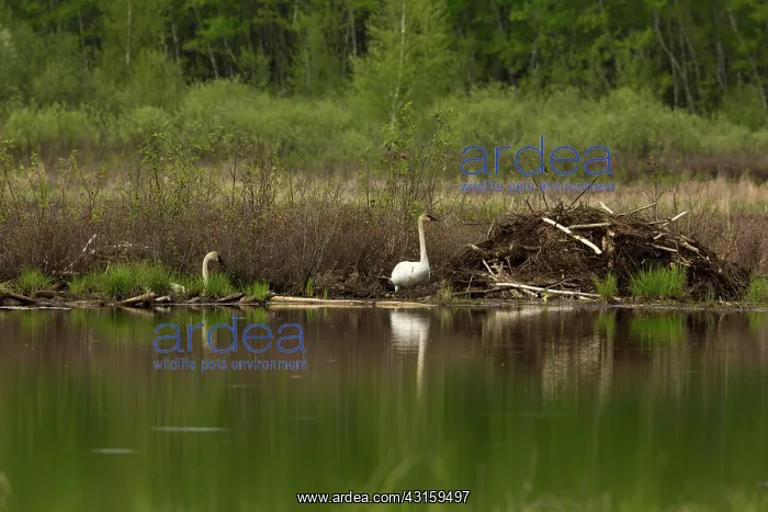 : Trumpeter Swans (Cygnus buccinator) : Trumpeter Swans (Cygnus buccinator)