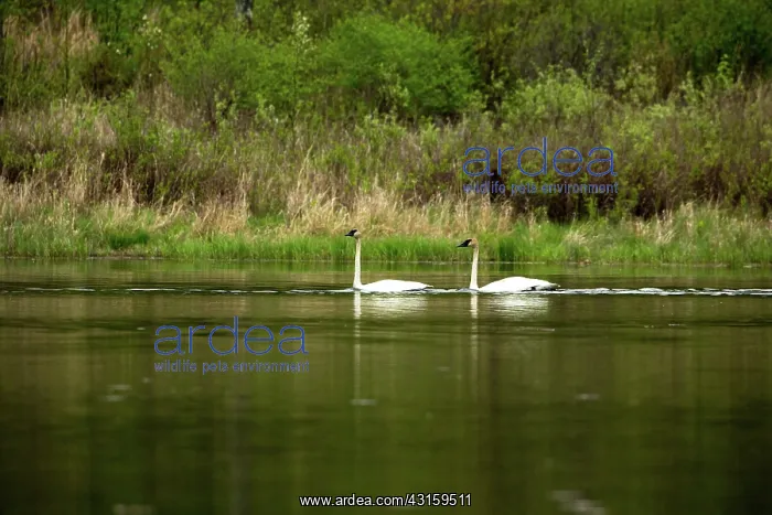 : Trumpeter Swans (Cygnus buccinator) : Trumpeter Swans (Cygnus buccinator)