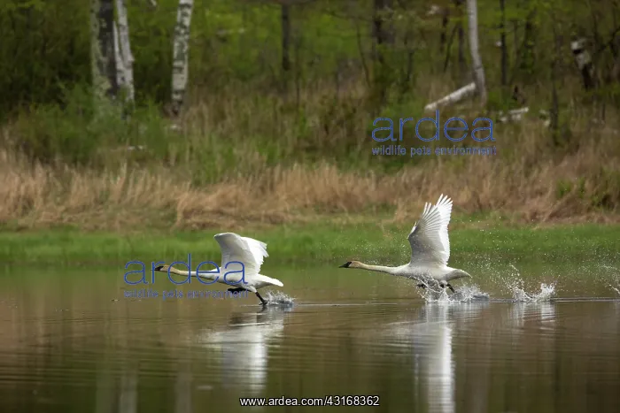 : Trumpeter Swans (Cygnus buccinator) : Trumpeter Swans (Cygnus buccinator)