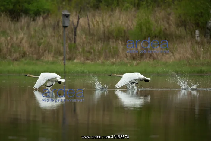 : Trumpeter Swans (Cygnus buccinator) : Trumpeter Swans (Cygnus buccinator)