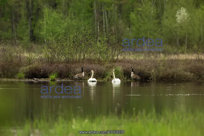 : Trumpeter Swans (Cygnus buccinator) : Trumpeter Swans (Cygnus buccinator)