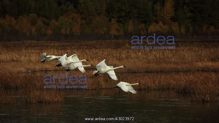 : Trumpeter Swans in flight : Trumpeter Swans in flight