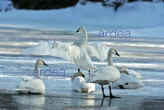 : Trumpeter Swans - on migration resting on ice : Trumpeter Swans - on migration resting on ice
