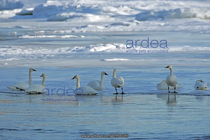 : Trumpeter Swans on migration resting on ice : Trumpeter Swans on migration resting on ice