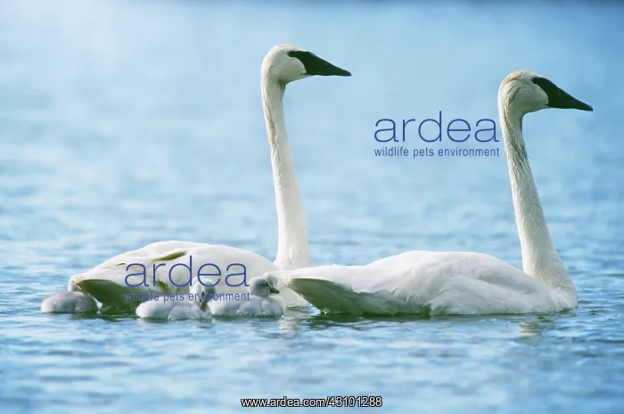 : Trumpeter Swans with newborns : Trumpeter Swans with newborns
