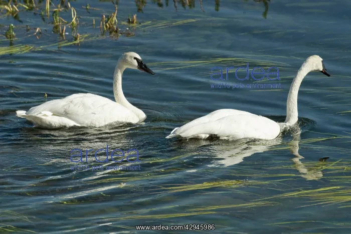 : Trumpeter swans - Pair swimming : Trumpeter swans - Pair swimming