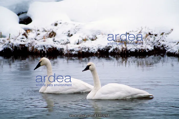 : TRUMPETER SWANS - two on river : TRUMPETER SWANS - two on river
