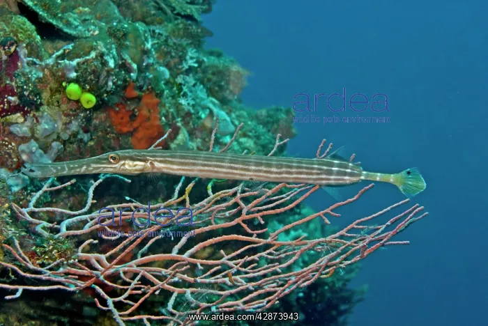 : Trumpetfish : Trumpetfish