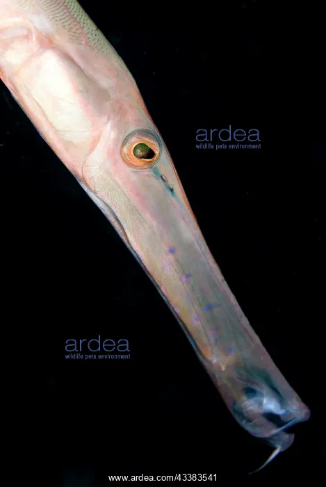 : Trumpetfish : Trumpetfish