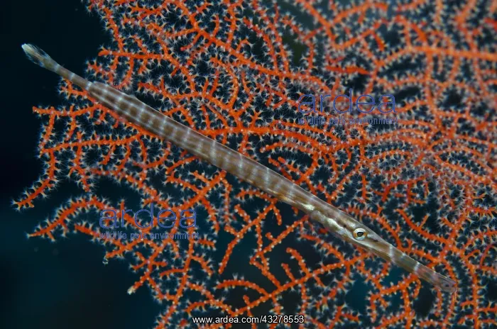 : Trumpetfish (Aulostomus chinensis), cross-hatched : Trumpetfish (Aulostomus chinensis), cross-hatched