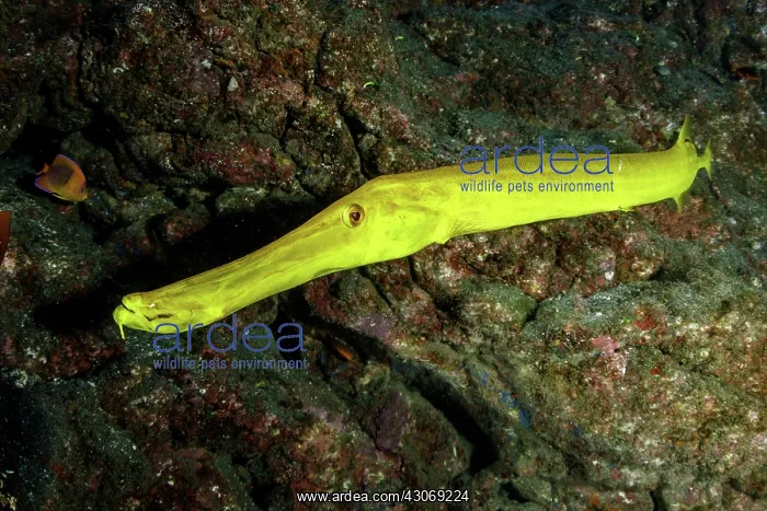 : Trumpetfish, Aulostomus chinensis, San Benedicto : Trumpetfish, Aulostomus chinensis, San Benedicto