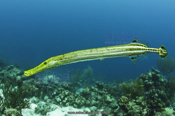 : Trumpetfish (Aulostomus maculatus), Bonaire : Trumpetfish (Aulostomus maculatus), Bonaire