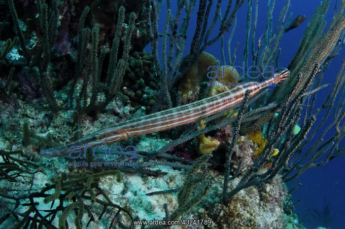 : Trumpetfish (Aulostomus maculatus), Bonaire : Trumpetfish (Aulostomus maculatus), Bonaire