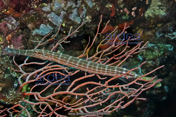 : Trumpetfish - This fish is hiding in the coral : Trumpetfish - This fish is hiding in the coral