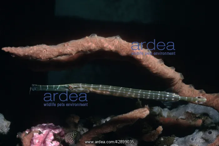  : Trumpetfish - hovers next to a sponge covered coral