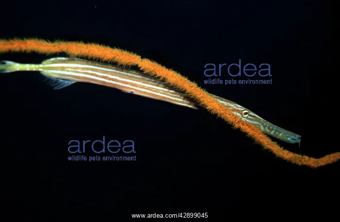 : Trumpetfish - hovers next to a whip coral waiting : Trumpetfish - hovers next to a whip coral waiting