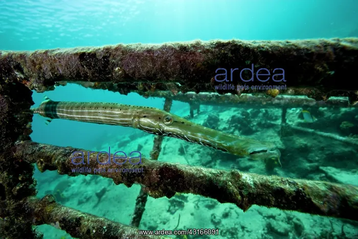  : Trumpetfish - Santa Lucia Camaguey Cuba Caribbean Sea Atlant