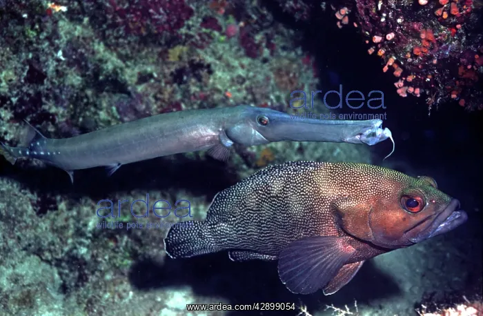  : Trumpetfish & Speckled-fin Rockcod  /  white-streaked
