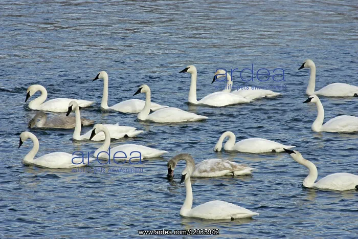 : Trumpter Swan : Trumpter Swan