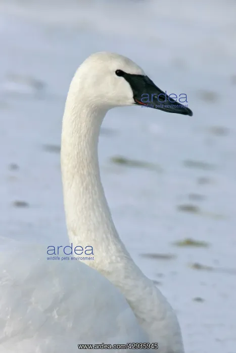 : Trumpter Swan