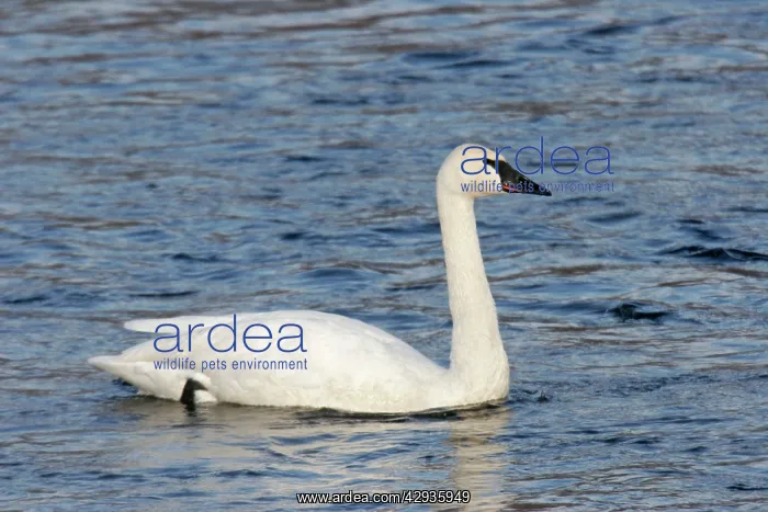 : Trumpter Swan : Trumpter Swan
