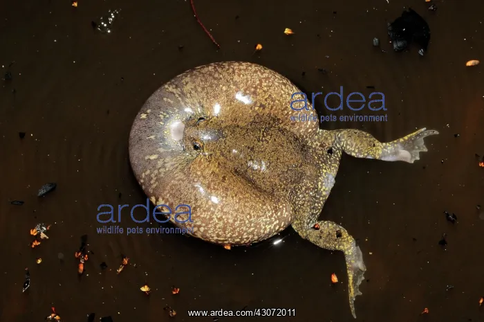 : Truncate-snouted burrowing frog : Truncate-snouted burrowing frog