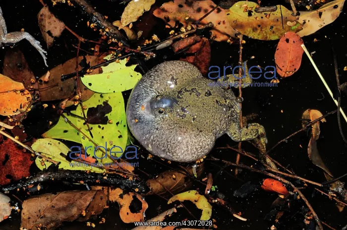 : Truncate-snouted burrowing frog : Truncate-snouted burrowing frog