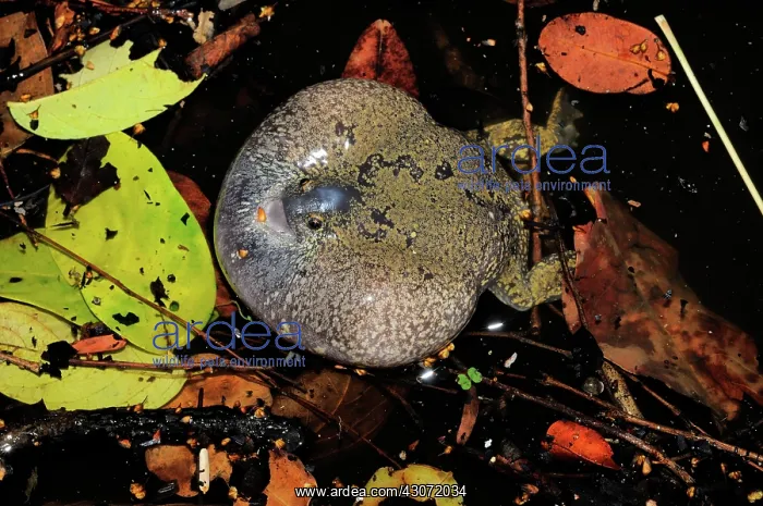 : Truncate-snouted burrowing frog : Truncate-snouted burrowing frog