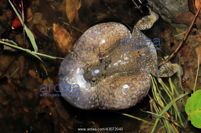 : Truncate-snouted burrowing frog : Truncate-snouted burrowing frog