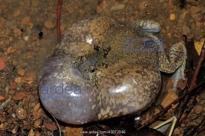 : Truncate-snouted burrowing frog : Truncate-snouted burrowing frog