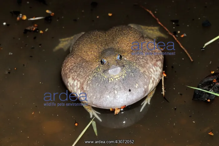 : Truncate-snouted burrowing frog : Truncate-snouted burrowing frog
