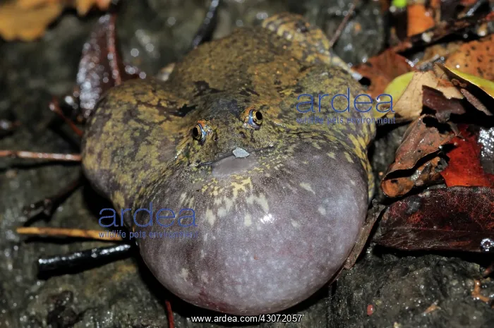 : Truncate-snouted burrowing frog : Truncate-snouted burrowing frog
